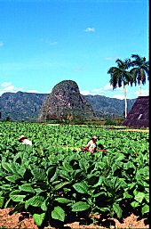Piantagioni di tabacco a Viñales