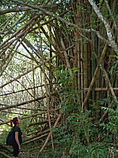 Cuba - Piante di Bambú