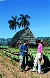 Fascinerende West-Cuba - Tabaksplantage